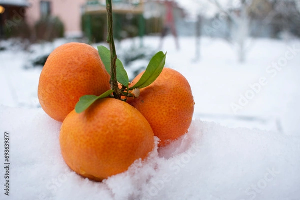 Obraz tangerines in the snow