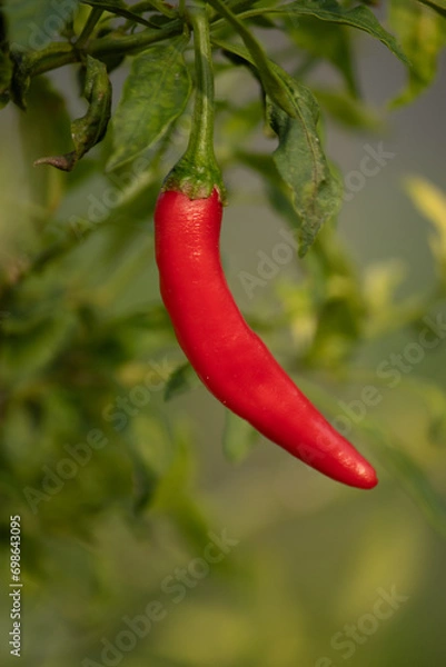 Obraz red hot chili peppers with leaf