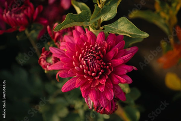 Obraz dahlia flower