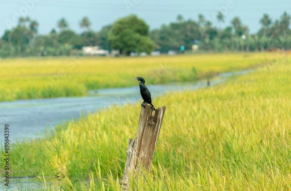 Obraz bird in the field