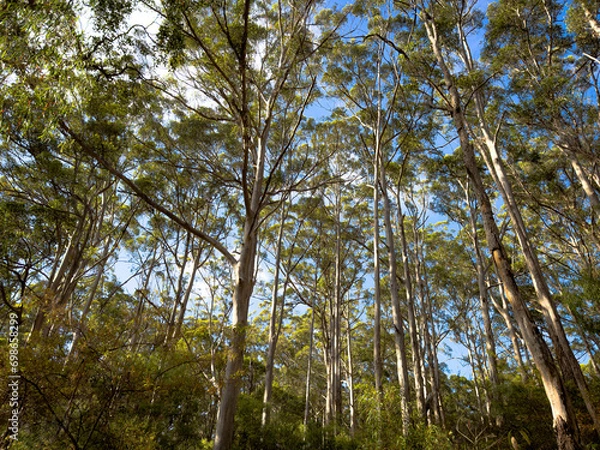 Fototapeta Kari Trees in Australia