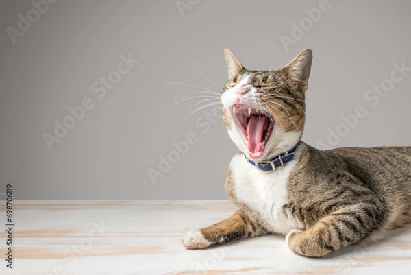 Fototapeta Yawning funny cat with open mouth close-up on gray background.