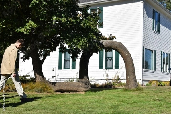 Obraz The bending tree