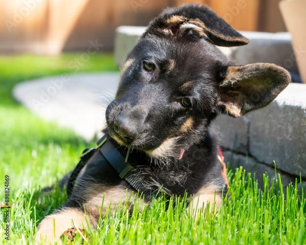 Fototapeta Close-up of young German Shepherd puppy with her head tilted and one ear up. 