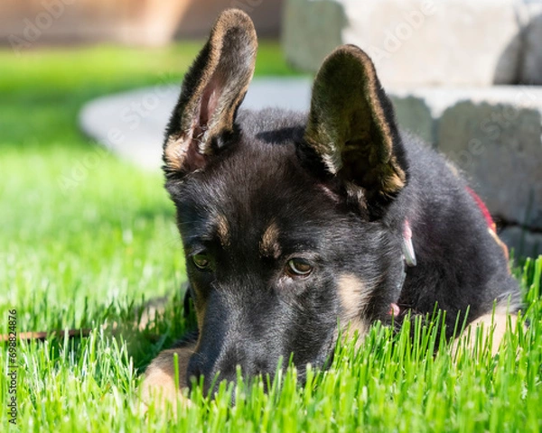 Fototapeta Cute German Shepherd puppy with her nose in the grass, and both ears almost up. 