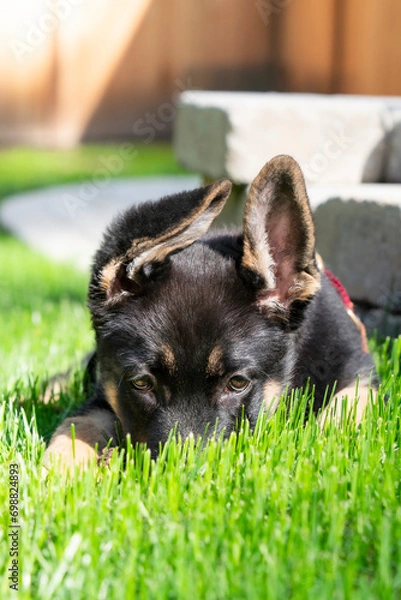 Fototapeta Bi-color German Shepherd puppy lying in a sunny yard with one ear up a one down, and her nose in the grass. 
