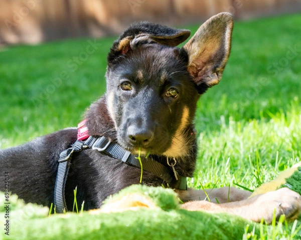 Fototapeta Sweet German Shepherd puppy lying in sunny grass with blade of grass in her mouth. 