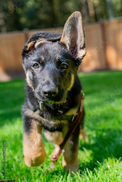Fototapeta Adorable bi-color German Shepherd puppy running towards camera with one ear up. 