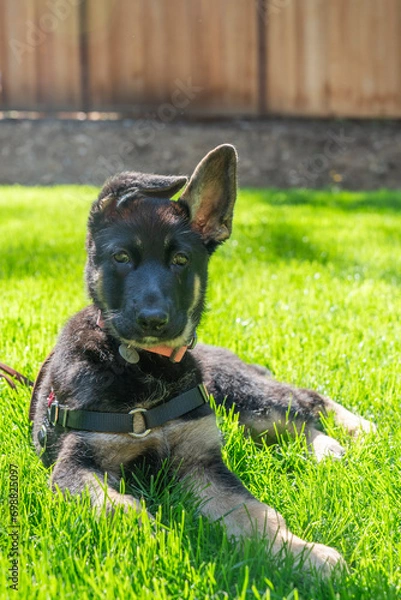 Fototapeta Adorable German Shepherd puppy lying in grass with one ear down, staring very seriously at the camera. 