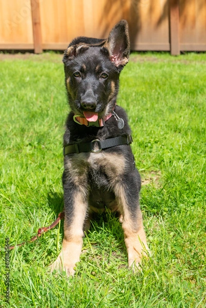 Fototapeta Young German Shepherd puppy sitting on back yard grass with one ear up.  