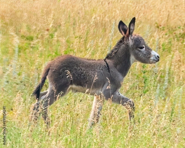 Obraz Wild Donkeys of Custer State Park