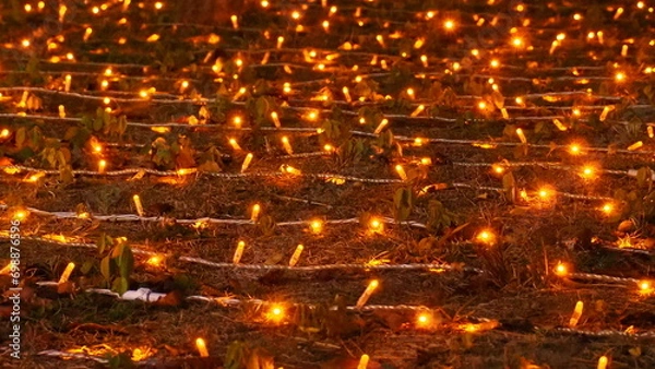 Obraz イルミネーション