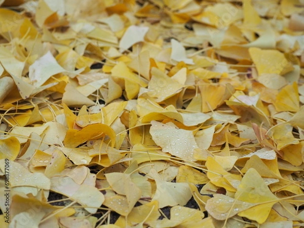 Obraz 銀杏の絨毯