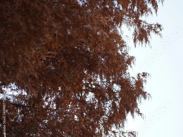 Obraz メタセコイア