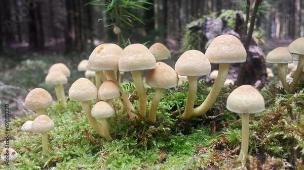 Obraz Grünblättriger Schwefelkopf