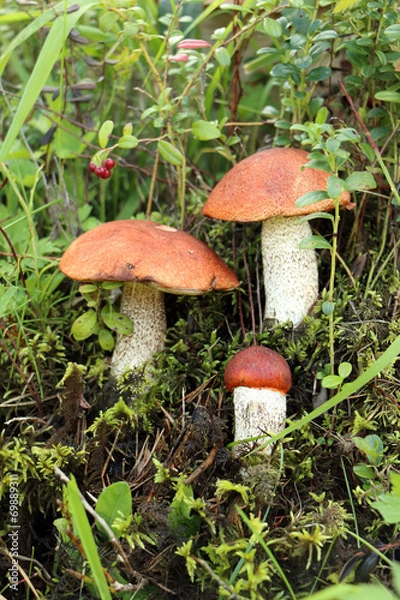 Fototapeta mushrooms