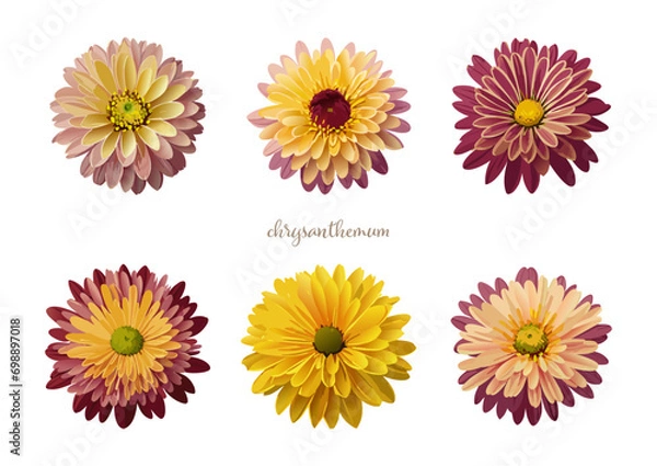 Obraz デイジー・マーガレット（菊）の花のリアルなイラスト素材