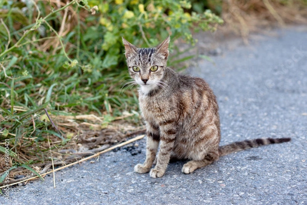 Obraz Outdoor cat