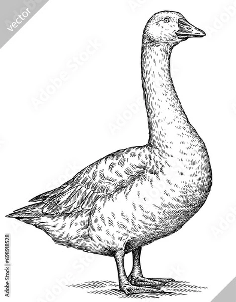 Fototapeta Vintage engraving isolated duck set illustration goose ink sketch. Farm bird background silhouette geese art. Black and white hand drawn vector image