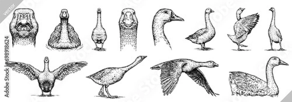 Fototapeta Vintage engraving isolated duck set illustration goose ink sketch. Farm bird background silhouette geese art. Black and white hand drawn vector image