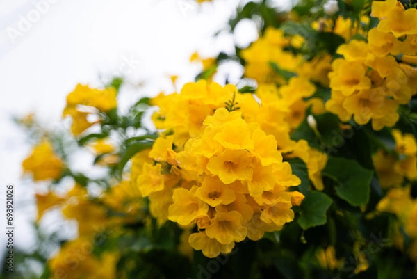 Fototapeta Close-up of yellow flowers on blurred background. natural landscape