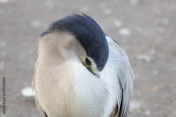 Obraz Hong Kong Black Crowned Night Heron Birds