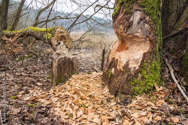 Obraz tree trunks gnawed by beavers, castor fiber