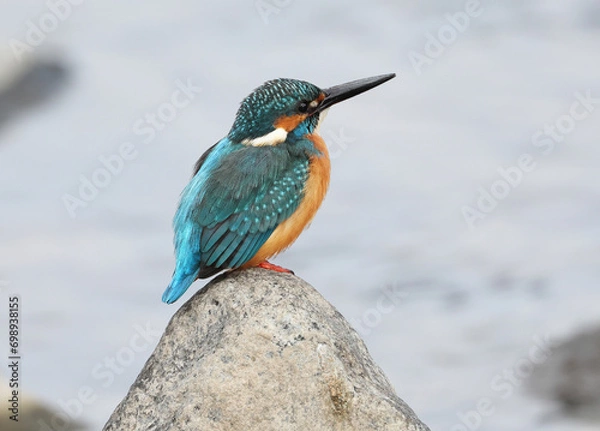 Fototapeta カワセミ