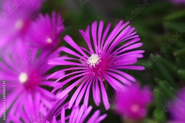 Fototapeta マツバギクを一輪クローズアップした風景