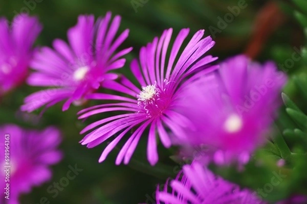 Fototapeta マツバギクを一輪クローズアップした風景