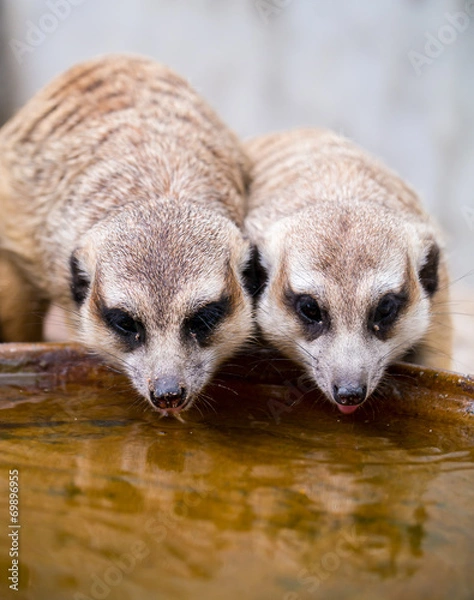 Fototapeta Meerkats drinking water