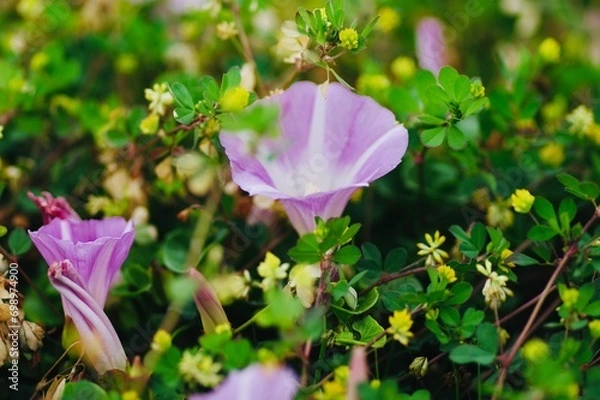 Fototapeta 浜辺に咲くハマヒルガオのクローズアップ