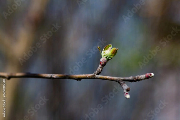 Fototapeta bud on an apple tree