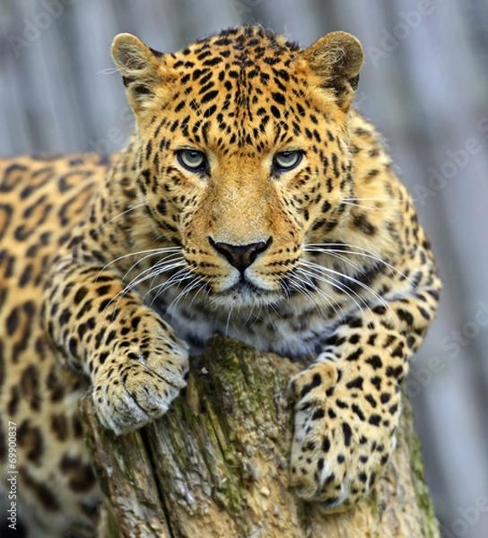 Fototapeta Leopard
