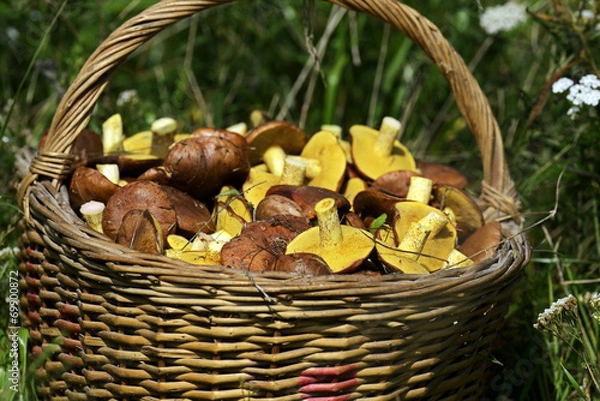 Obraz mushrooms Butter