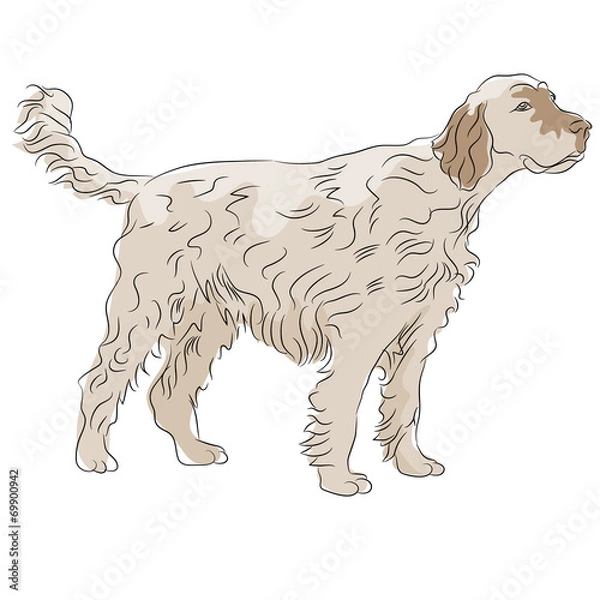 Obraz Shaggy Haired Dog