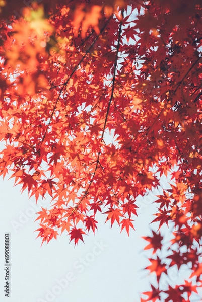 Fototapeta 赤い紅葉