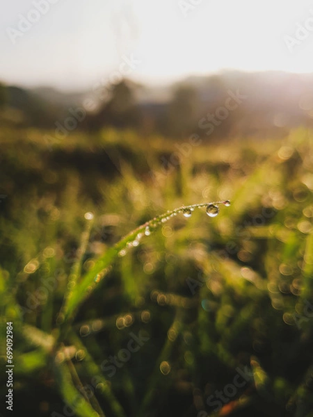 Obraz dew on the grass