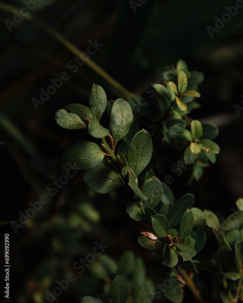 Obraz leaves in the garden