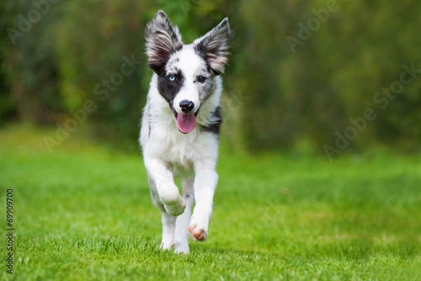 Obraz Rennender Border Collie Junghund