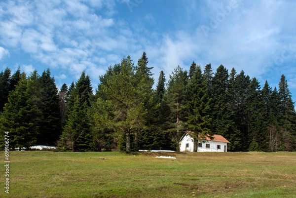 Fototapeta View of endemic flowers in green meadows in autumn. Green forest land.Mountain hut in the background. Misty pine forests. View of the trees in the forest from below.Pürenli Plateau.