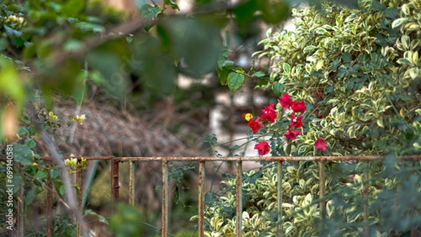 Obraz berries on a tree