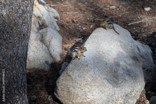 Fototapeta Chipmink, USA