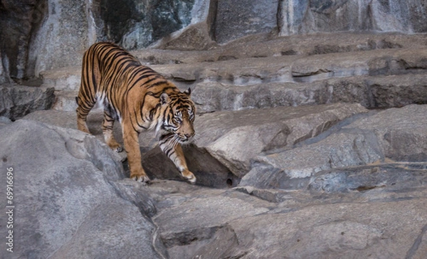 Obraz Auf der Pirsch