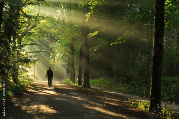 Fototapeta Man walking in a lane of trees and sun rays.