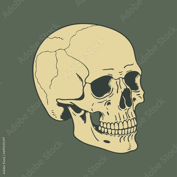 Obraz Simple vector illustration of a human skull against a solid green background.