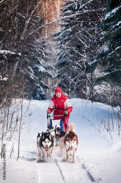 Obraz Woman musher hiding behind sleigh at sled dog race on snow in wi