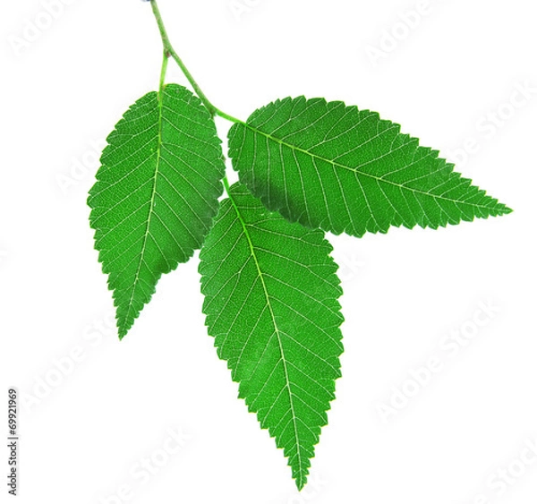 Obraz Green brunch on white background isolated