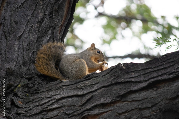 Fototapeta squirrel on a tree