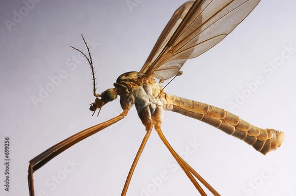 Obraz crane fly
